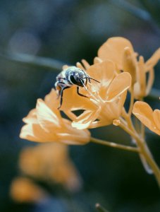 Black And Brown Honey Bee On White Flower photo