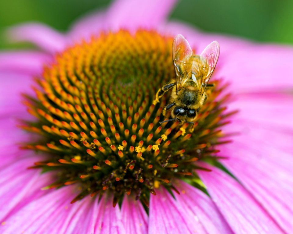 Yellow Bee Sucking Nectar