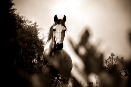 Grayscale Photo Of Horse photo