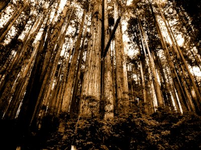 Sepia Photo Of Forest photo