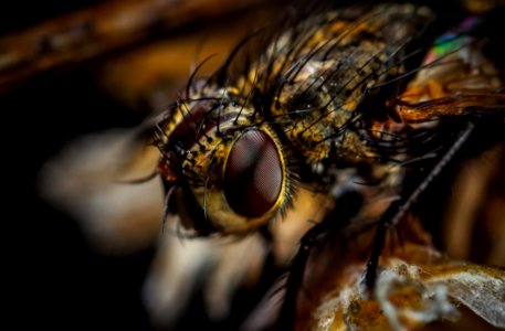 Macro Photography Of Brown Bottlefly