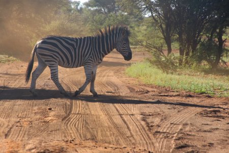 Photo Of Zebra Crossing On Dirt Road photo