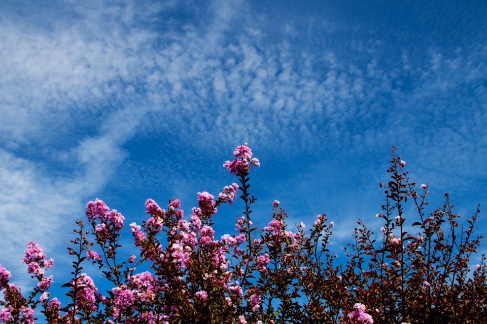 Plant With Flowers