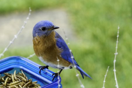 Selective Focus Photography Of Blue And Brown Bird On Blue Glass Canister photo