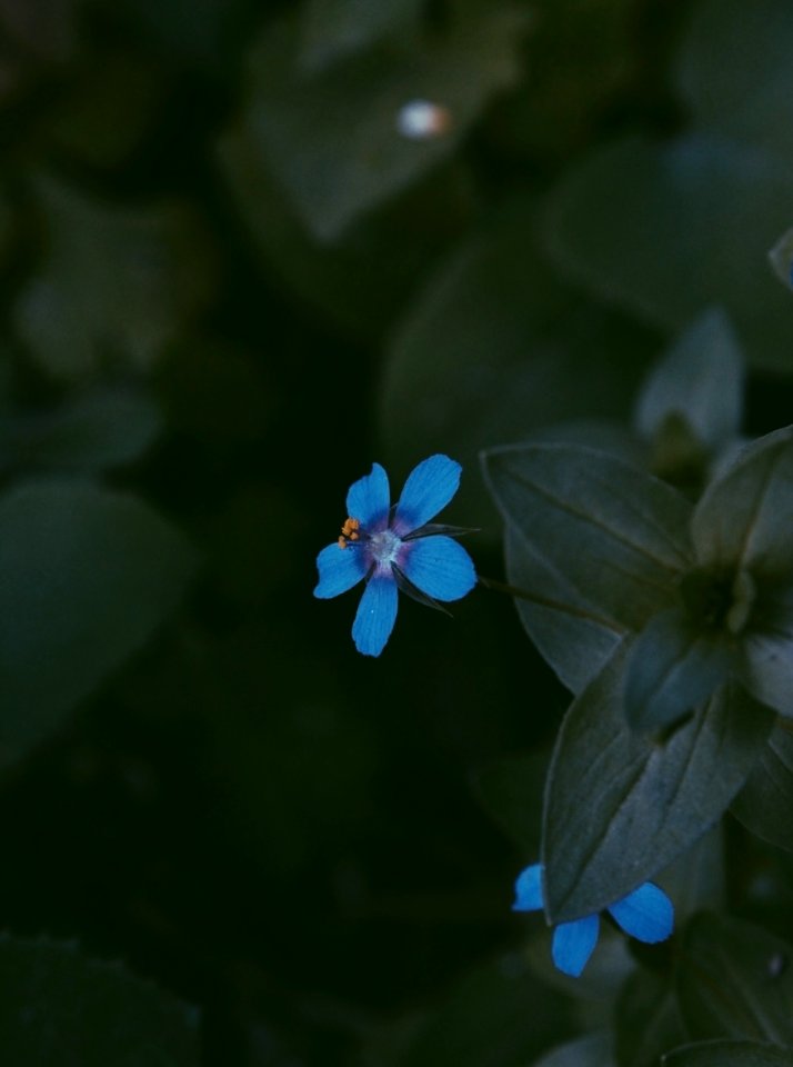 Blue Petaled Flowers