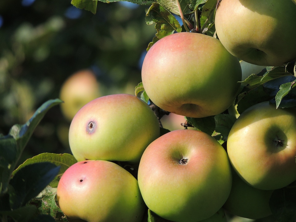 Orchard windfall worm hole