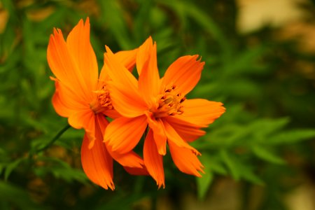 Close-Up Photography Of Orange Flowers photo