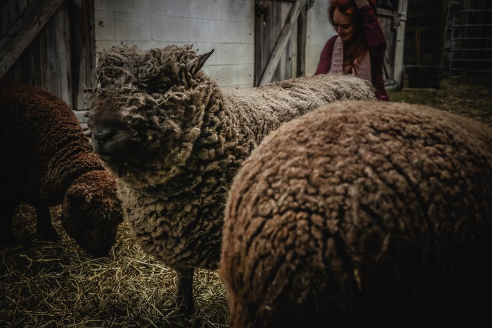 Three Sheep In Barn
