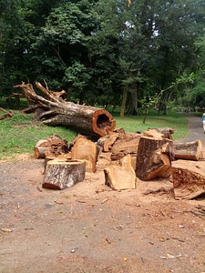 Wood log logging photo