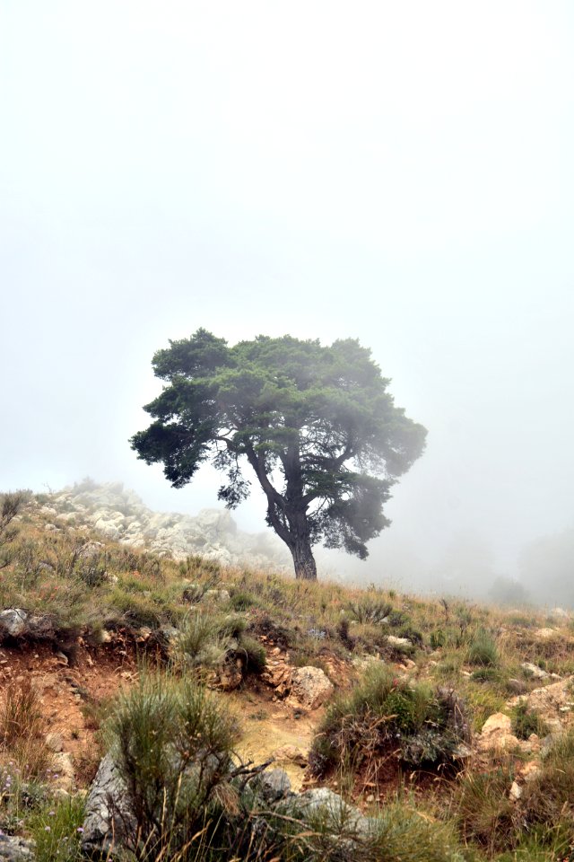 Trees And Fog