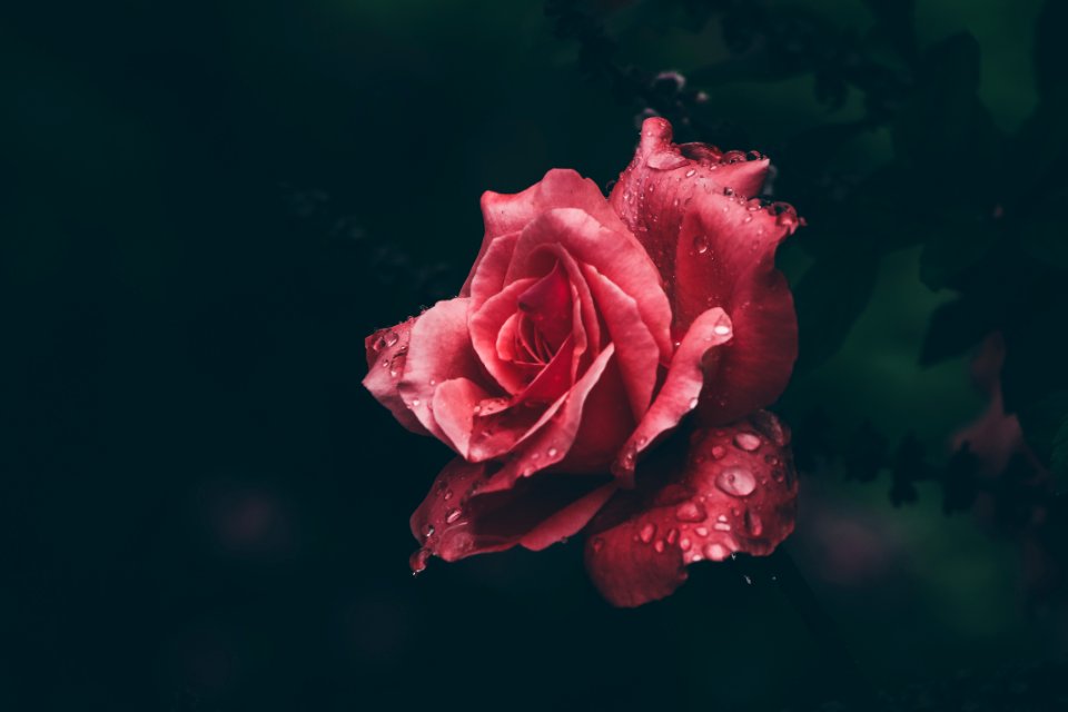 Macro Photography Of Red Rose