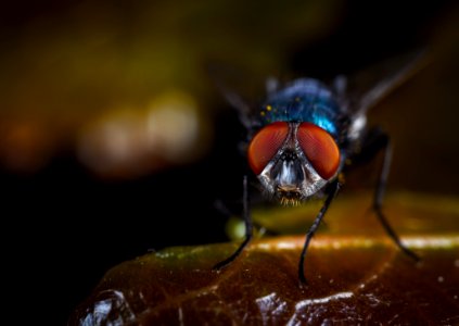 Macro Photography Of Fly Perched On Brown Leaf