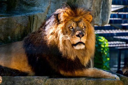 Photography Of Lion