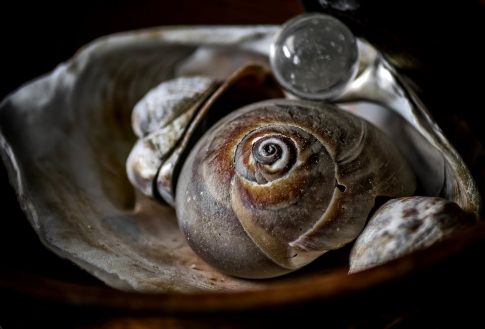 Brown Seashell