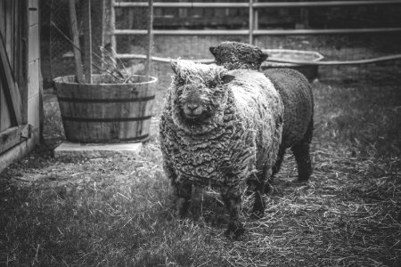Two Gray Lambs On Grass Field