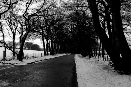 Grayscale Photo Of Road In Between Withered Trees photo