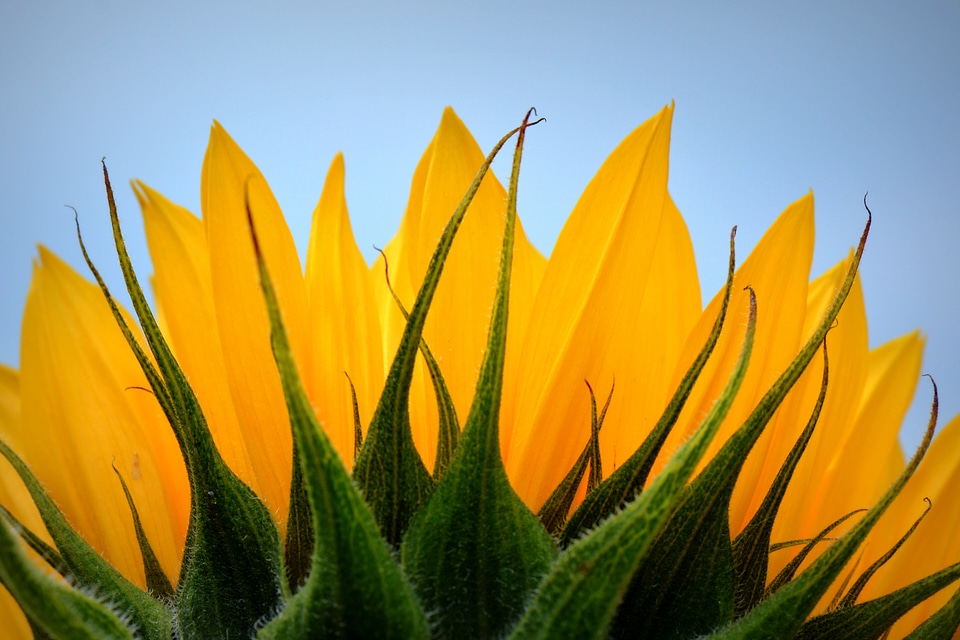 Sunflower flower nature