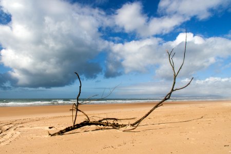Black Tree Branch On Seashore Under White Clouds
