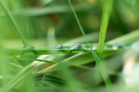 Green Leaved Plant With Water In Shallow Focus Photography photo