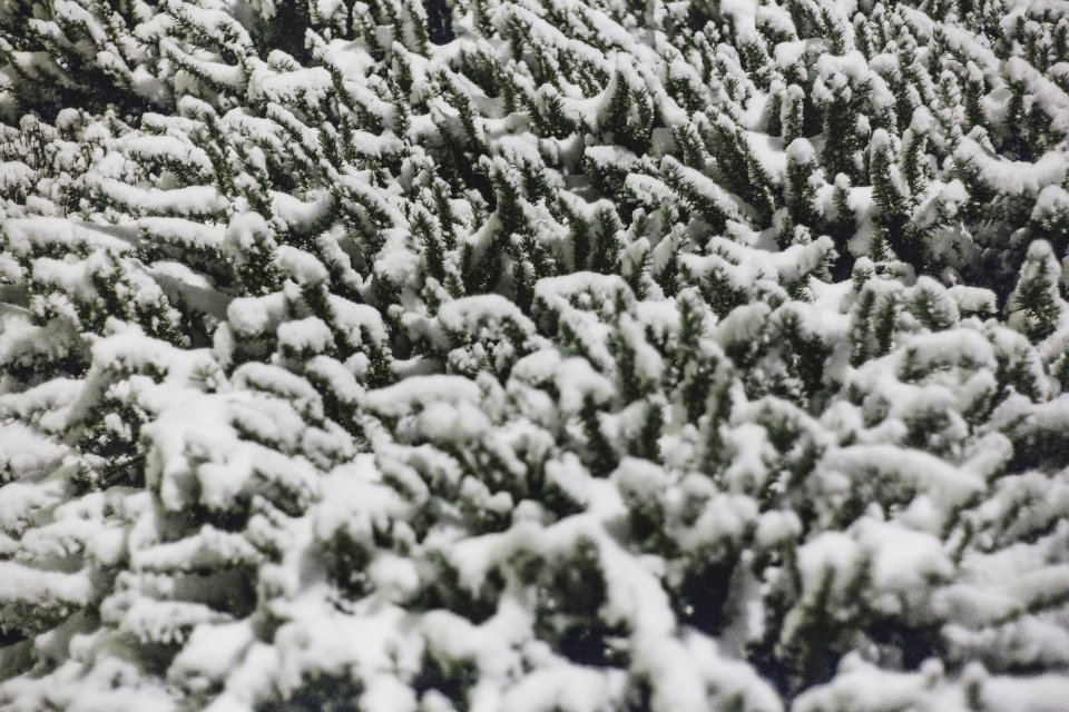 Photo Of Plant With Covered With Snow