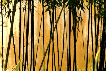 Selective Photography Of Bamboo Trees