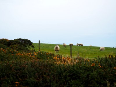 Sheep On Top Of Grass photo