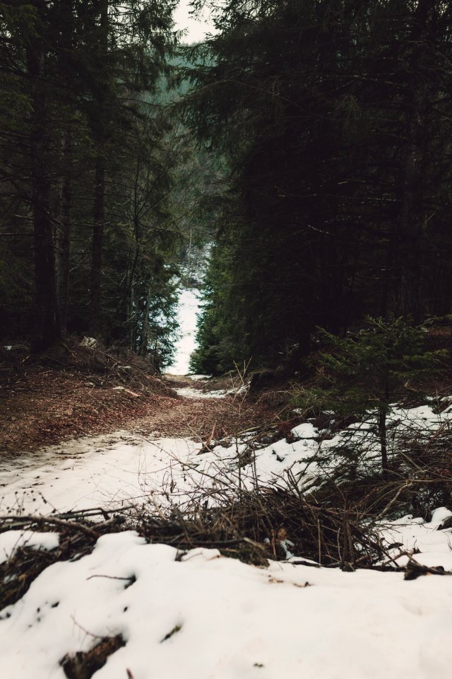 White Snow In Between Forest