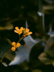 Soft-focus Photography Of Yellow Petaled Flowers photo