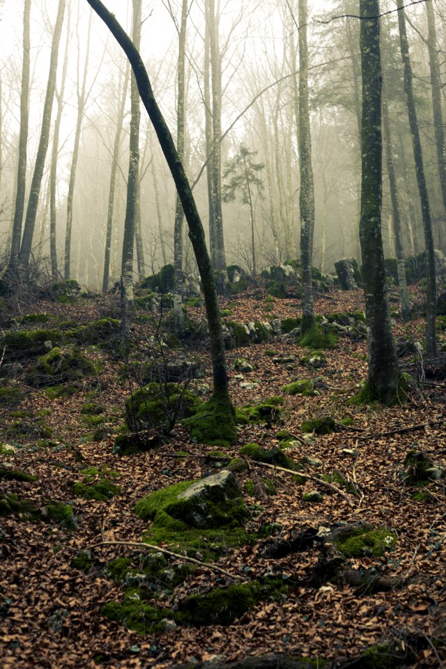 Foggy Forest With Stones Under Sunset