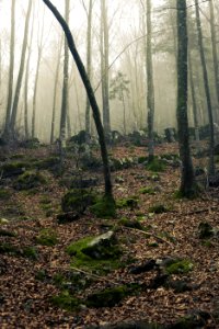 Foggy Forest With Stones Under Sunset