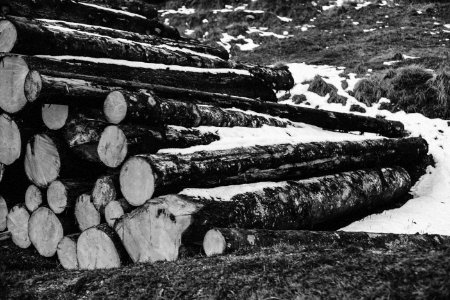 Grayscale Photo Of Piled Wood Logs photo