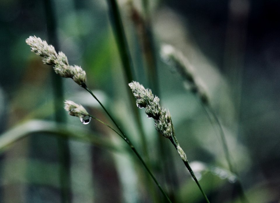 Close Up Photo Of Green Plant Stem