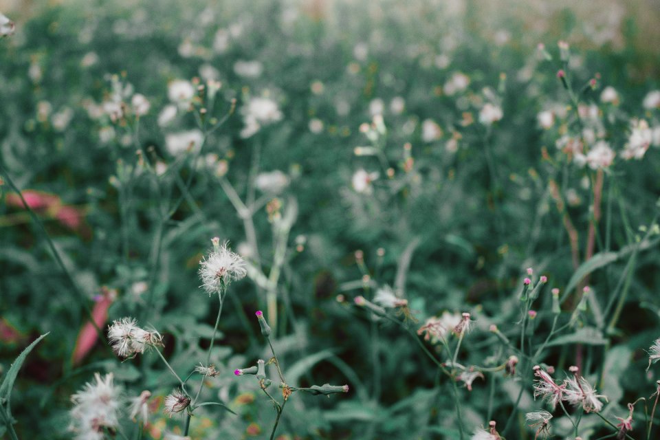 Selective Focus Photography Of White Petaled Flower