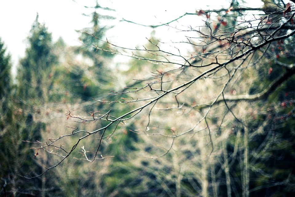 Photography Of Tree Branch