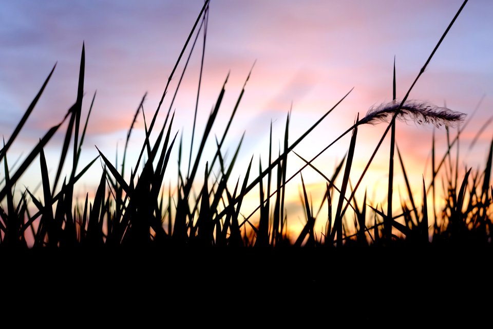 Depth Of Field Photo Of Grass Silhouette During Golden Hour