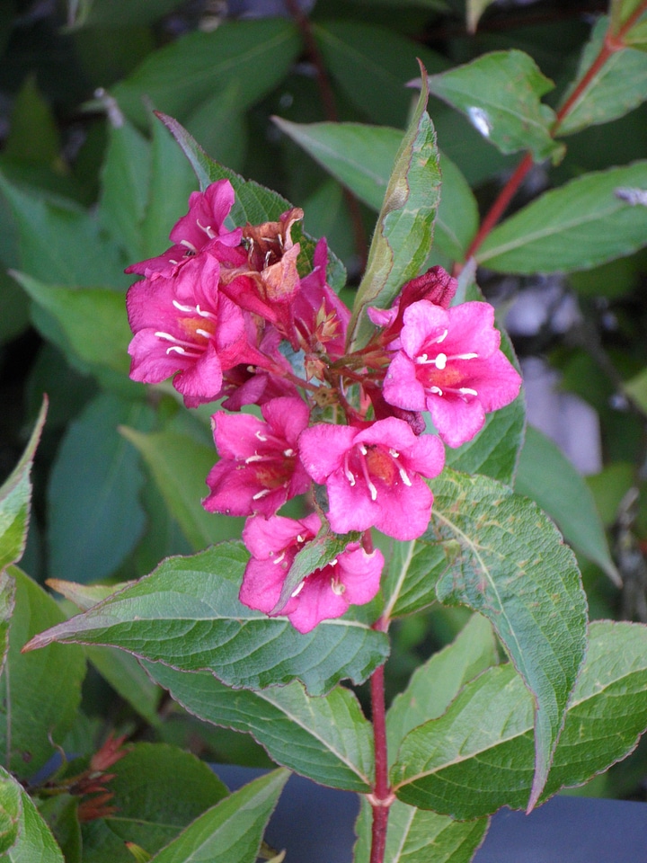 Bush pink flower