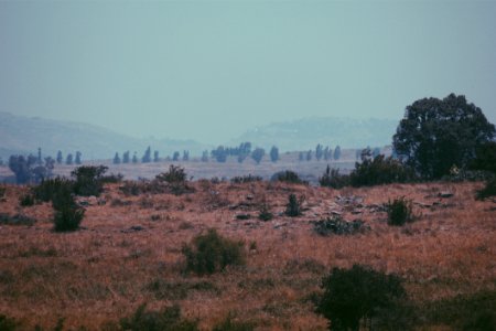 Green And Brown Grass Field