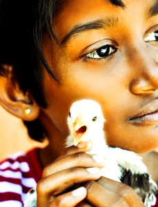 Child Holding White Chick