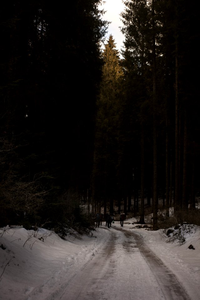 Two People Walking On Pathway Covered By Snow Near Tall Trees