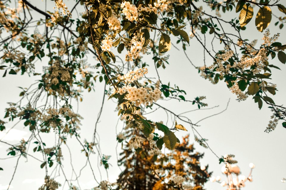 Close-up Photo Of White Flowers