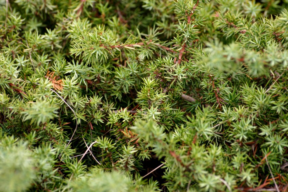 Selective Focus Photography Green Fern Plant