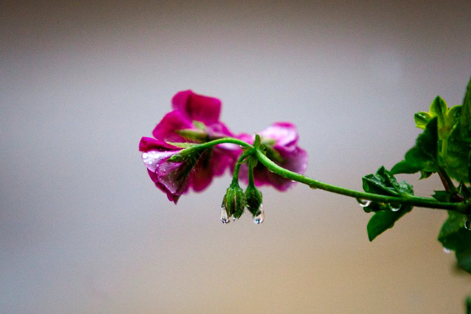 Photography Of Pink Flowers