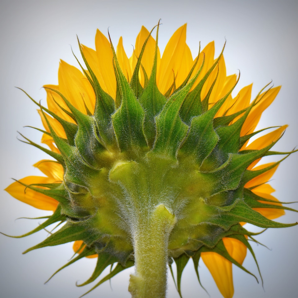 Sunflower flower nature