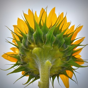 Sunflower flower nature