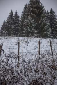 Grass Field Cover By Snow photo
