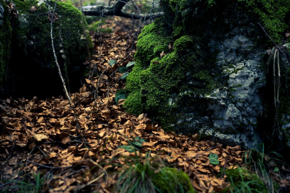 Brown Leaves On Forest