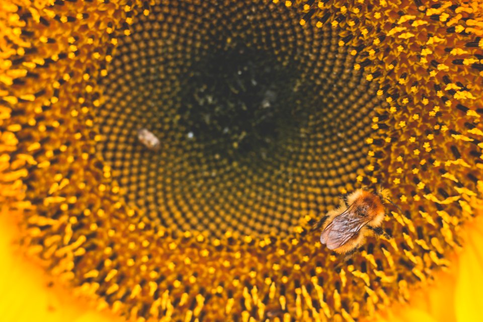 Honey Bee Perched On Sunflower Macro Photography