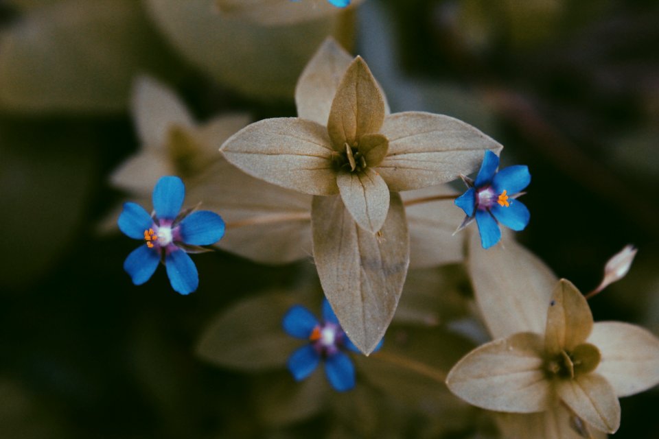 Close-up Photography Of Flowers