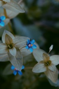 Close-up Photo Of Blue And Grey Flower