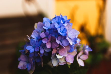 Selective Focus Photography Of Blue Hydrangea Flowers photo